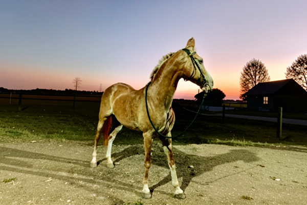 Horse Riding Lessons In Tamil Nadu