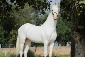 Horse Riding For Beginners Tamil Nadu