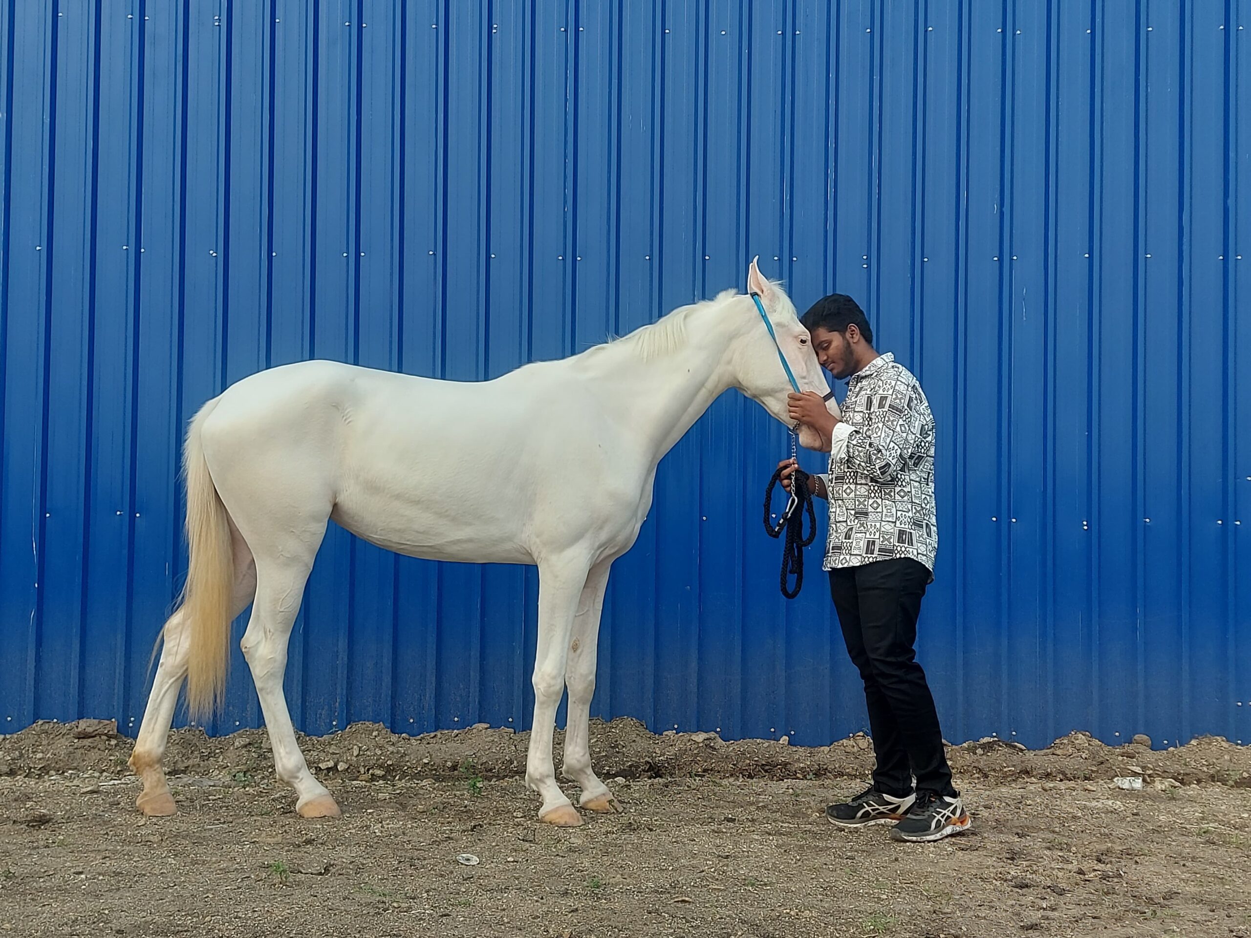 Horse Stable Visit Tamil Nadu