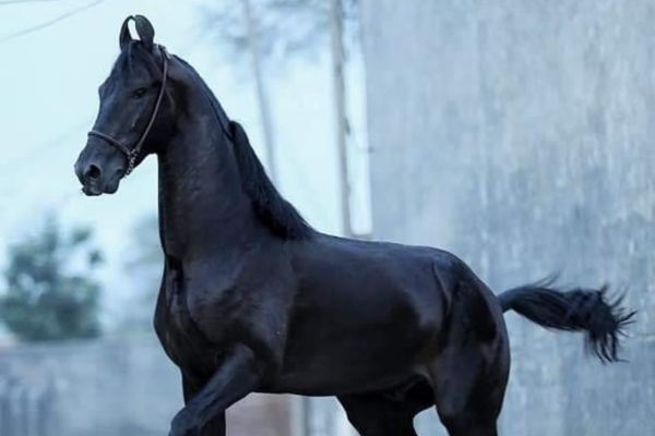 Advanced Horse Riding Training Tamil Nadu