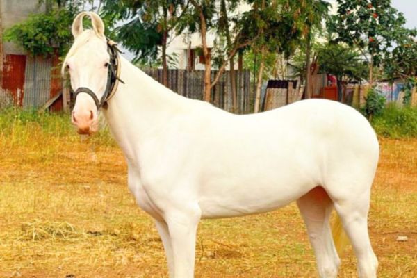 Horse Training Center Tamil Nadu