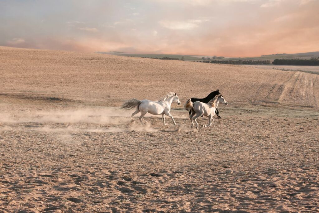 Outdoor Horse Riding Tamil Nadu