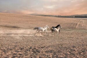 Outdoor Horse Riding Tamil Nadu