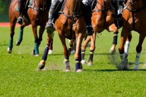 Horse Riding Coaching Tamil Nadu