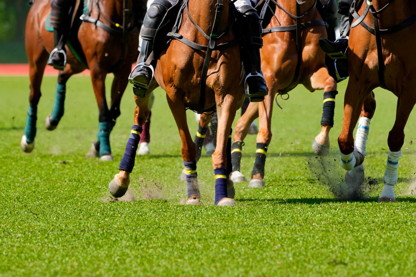 Horse Riding Coaching Tamil Nadu