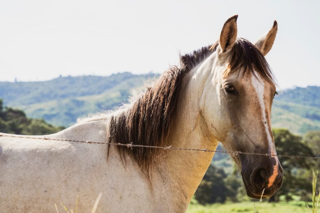 Horse Riding Course Tamil Nadu