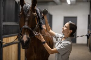 Horse Riding Sessions Tamil Nadu
