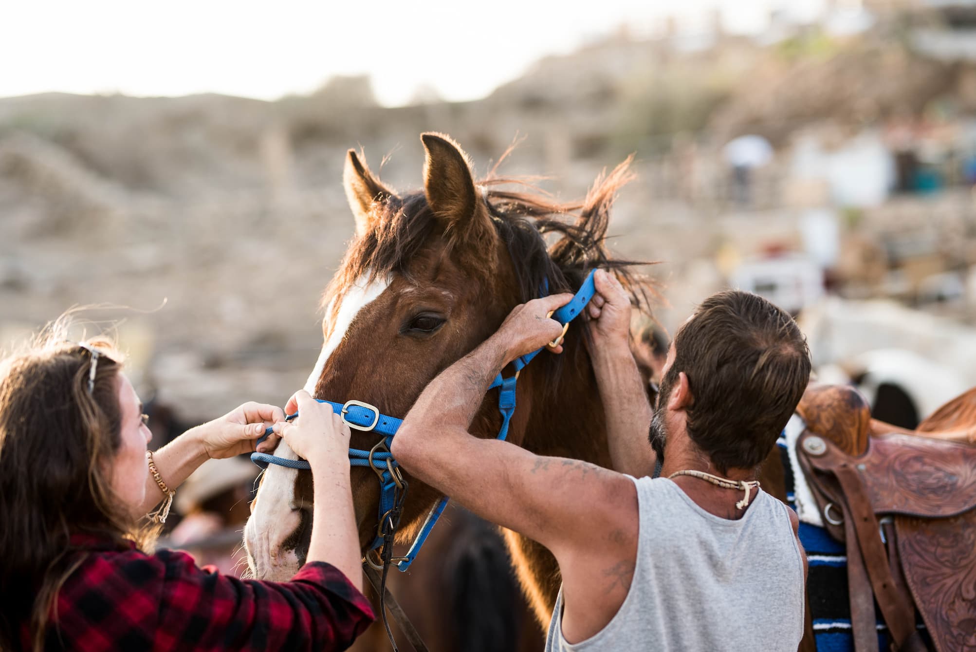 Horse Grooming Classes Tamil Nadu