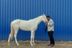 Best Horse Riding In Tamil Nadu