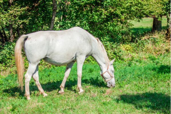 Horse Riding Activities Tamil Nadu