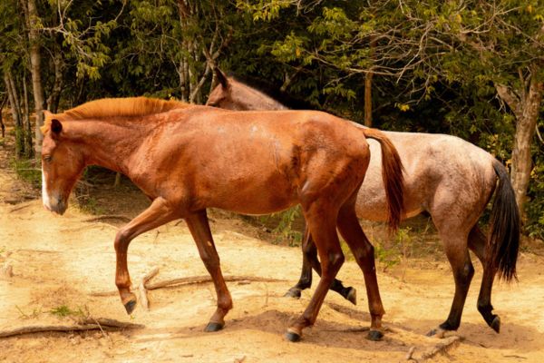 Riding Club Membership Tamil Nadu