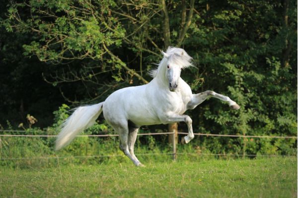 Horse Riding Camp In Tamil Nadu