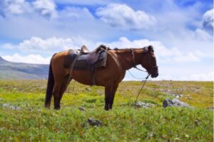 Horse Riding Experience Tamil Nadu