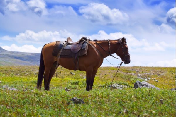 Horse Riding Experience Tamil Nadu